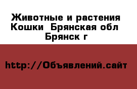 Животные и растения Кошки. Брянская обл.,Брянск г.